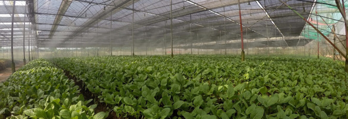 Yili Farm (Yili Vegetation & Trading Pte Ltd)