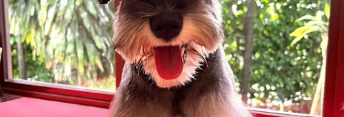 Petsvale Animal Care
