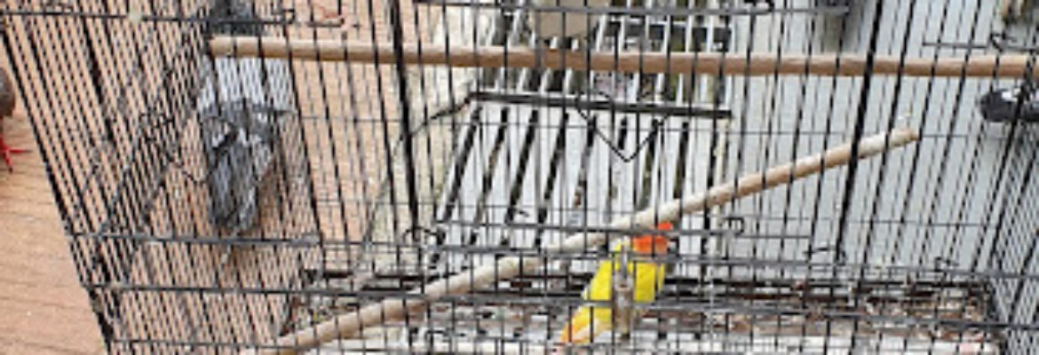 Serangoon North Pet Shop