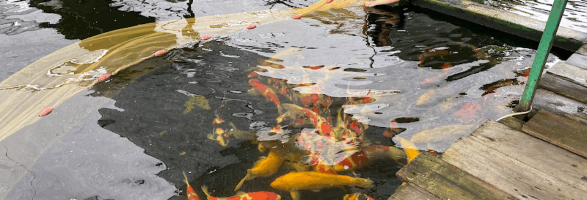 Marugen Koi Farm – Japanese Koi Fish For Sale