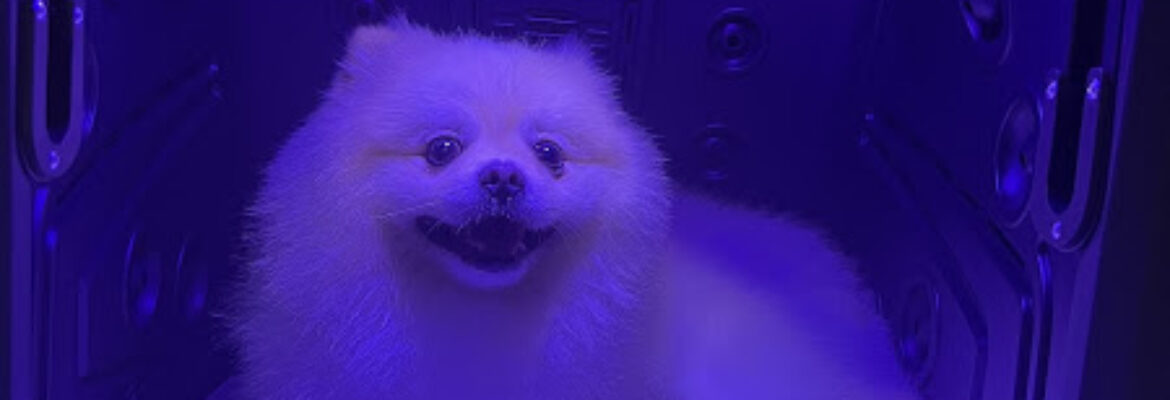 Pet Connexion
