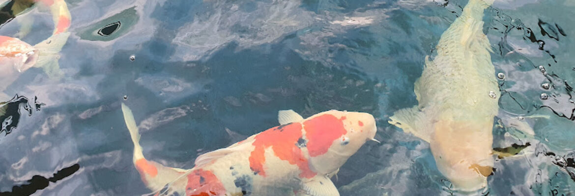 Max Koi Farm