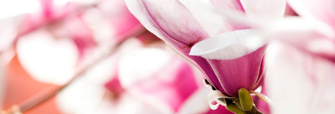 Create Your Story – Bespoke Wedding Planner in Singapore