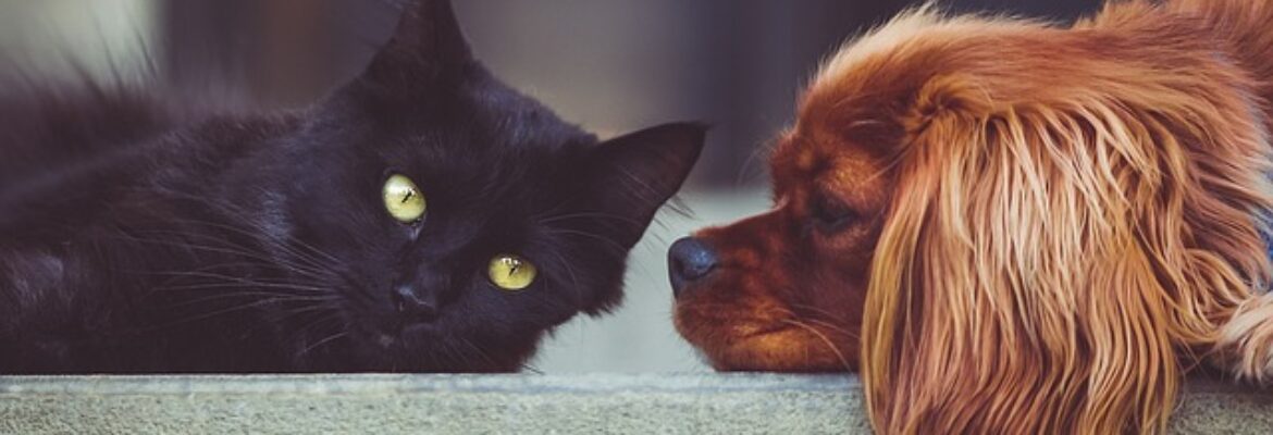 JEPetz – Online Pet Shop Singapore