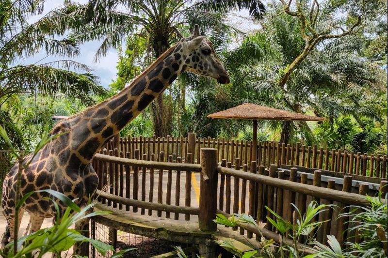 Singapore Zoo 长颈鹿喂食体验
